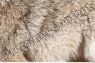 Wolf fur photo reference 0002